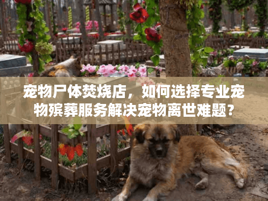 宠物尸体焚烧店，如何选择专业宠物殡葬服务解决宠物离世难题？