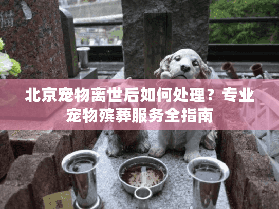 北京宠物离世后如何处理？专业宠物殡葬服务全指南