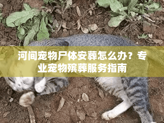 河间宠物尸体安葬怎么办？专业宠物殡葬服务指南