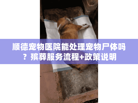 顺德宠物医院能处理宠物尸体吗？殡葬服务流程+政策说明
