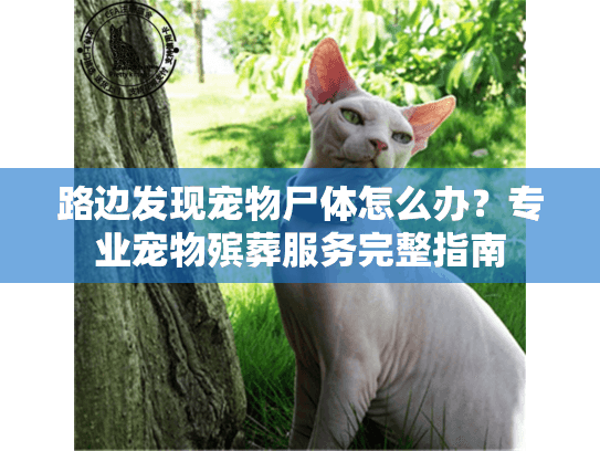 路边发现宠物尸体怎么办？专业宠物殡葬服务完整指南