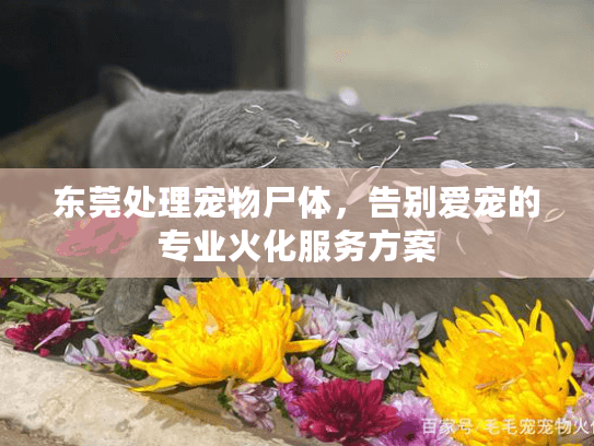 东莞处理宠物尸体，告别爱宠的专业火化服务方案