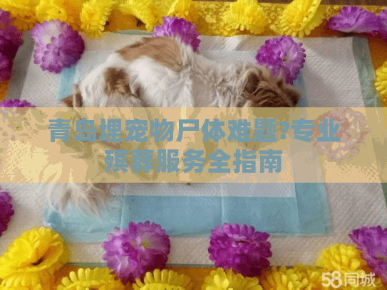 青岛埋宠物尸体难题?专业殡葬服务全指南