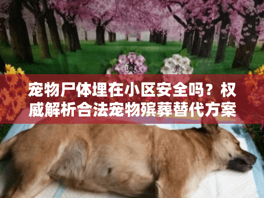 宠物尸体埋在小区安全吗？权威解析合法宠物殡葬替代方案