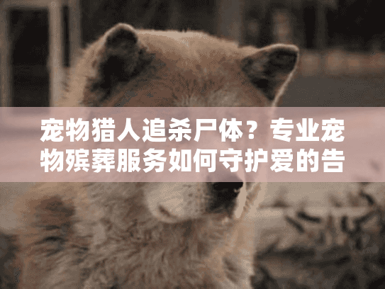 宠物猎人追杀尸体？专业宠物殡葬服务如何守护爱的告别