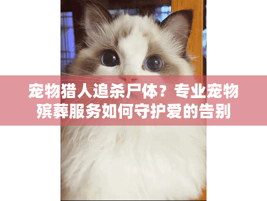 宠物猎人追杀尸体？专业宠物殡葬服务如何守护爱的告别