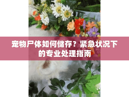宠物尸体如何储存？紧急状况下的专业处理指南