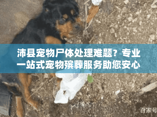 沛县宠物尸体处理难题?专业一站式宠物殡葬服务助您安心告别 沛县宠物尸体处理难题?专业一站式宠物殡葬服务助您安心告别