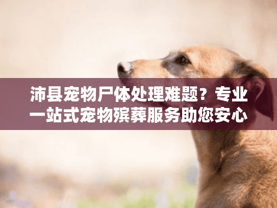 沛县宠物尸体处理难题?专业一站式宠物殡葬服务助您安心告别 沛县宠物尸体处理难题?专业一站式宠物殡葬服务助您安心告别