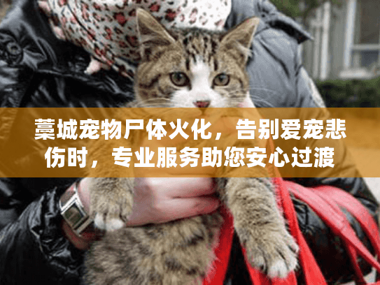 藁城宠物尸体火化，告别爱宠悲伤时，专业服务助您安心过渡