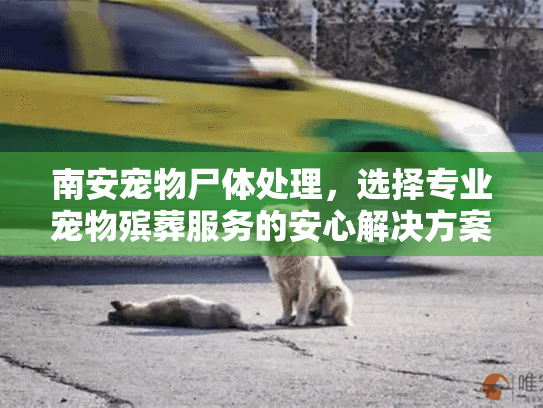 南安宠物尸体处理，选择专业宠物殡葬服务的安心解决方案