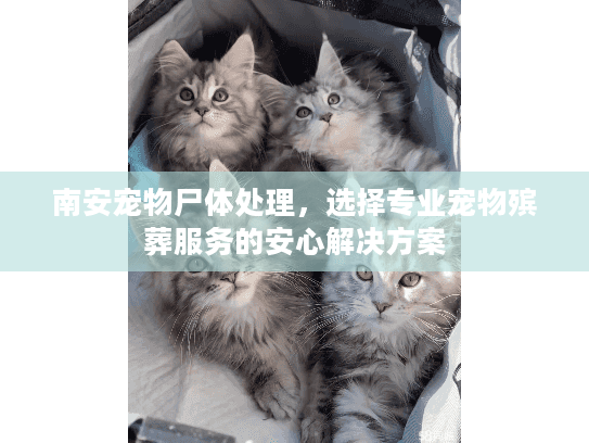 南安宠物尸体处理，选择专业宠物殡葬服务的安心解决方案