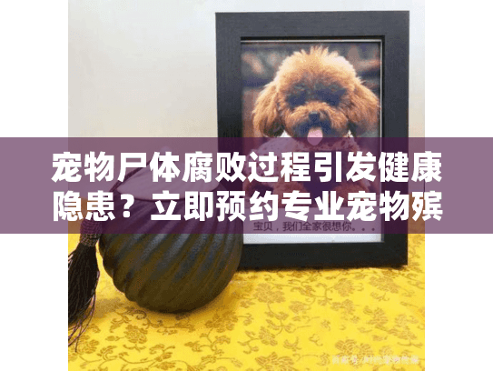 宠物尸体腐败过程引发健康隐患？立即预约专业宠物殡葬服务