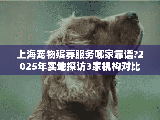 上海宠物殡葬服务哪家靠谱?2025年实地探访3家机构对比
