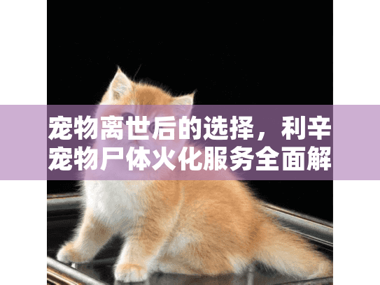宠物离世后的选择,利辛宠物尸体火化服务全面解析 宠物离世后的选择,利辛宠物尸体火化服务全面解析