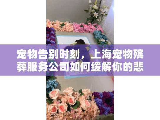 宠物告别时刻，上海宠物殡葬服务公司如何缓解你的悲伤？