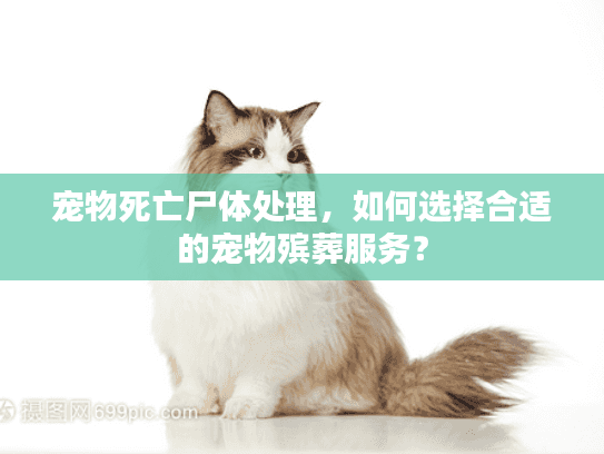 宠物死亡尸体处理，如何选择合适的宠物殡葬服务？