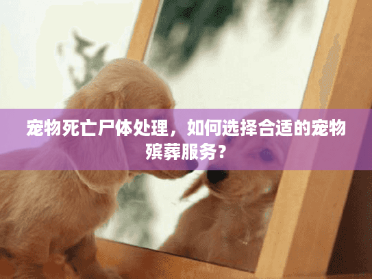 宠物死亡尸体处理，如何选择合适的宠物殡葬服务？