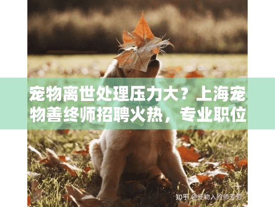 宠物离世处理压力大？上海宠物善终师招聘火热，专业职位等您加入！
