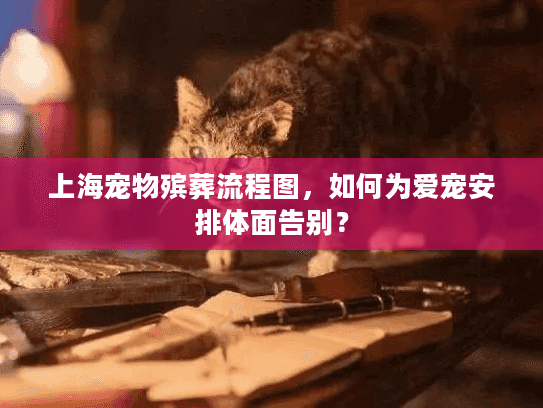 上海宠物殡葬流程图，如何为爱宠安排体面告别？