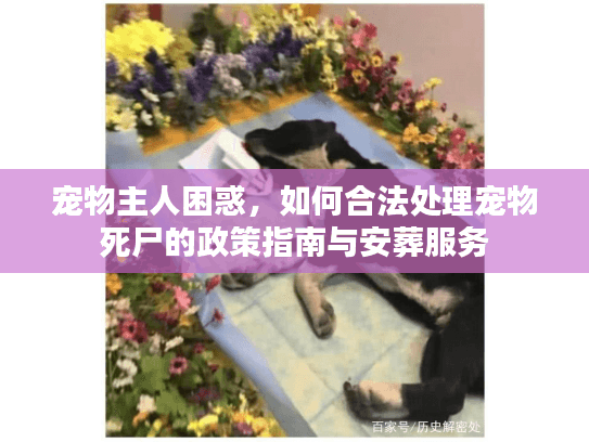 宠物主人困惑，如何合法处理宠物死尸的政策指南与安葬服务