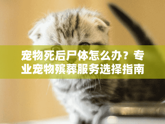 宠物死后尸体怎么办？专业宠物殡葬服务选择指南