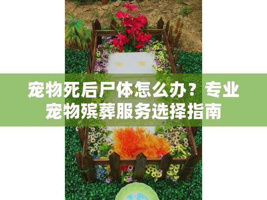 宠物死后尸体怎么办？专业宠物殡葬服务选择指南