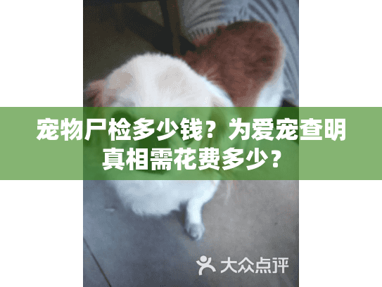 宠物尸检多少钱？为爱宠查明真相需花费多少？