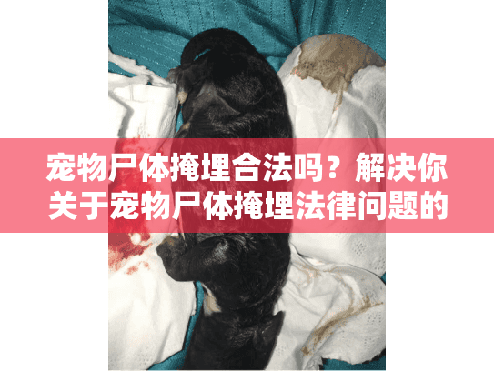 宠物尸体掩埋合法吗？解决你关于宠物尸体掩埋法律问题的疑惑