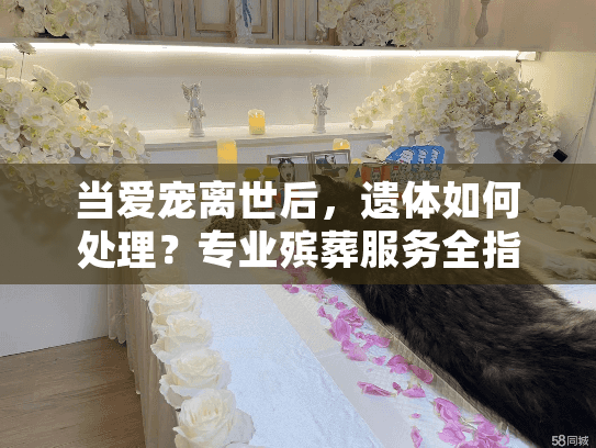 当爱宠离世后，遗体如何处理？专业殡葬服务全指南