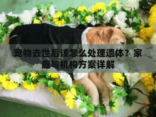 宠物去世后该怎么处理遗体？家庭与机构方案详解