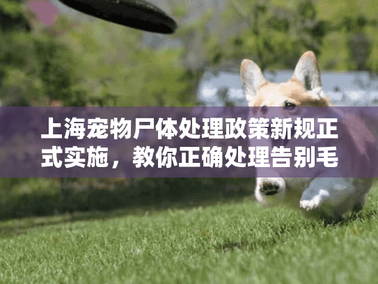 上海宠物尸体处理政策新规正式实施，教你正确处理告别毛孩