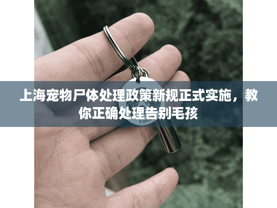 上海宠物尸体处理政策新规正式实施，教你正确处理告别毛孩