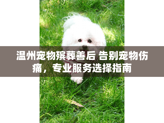 温州宠物殡葬善后 告别宠物伤痛，专业服务选择指南