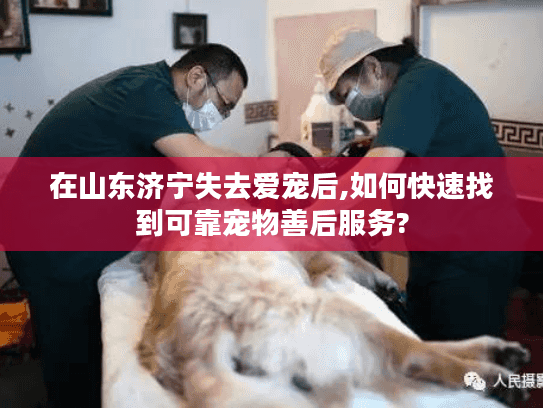在山东济宁失去爱宠后,如何快速找到可靠宠物善后服务?