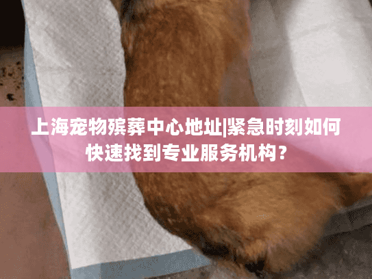 上海宠物殡葬中心地址|紧急时刻如何快速找到专业服务机构？