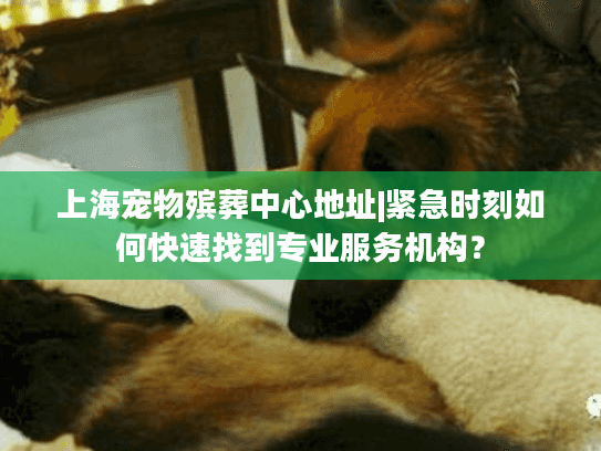 上海宠物殡葬中心地址|紧急时刻如何快速找到专业服务机构？