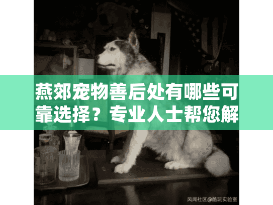 燕郊宠物善后处有哪些可靠选择？专业人士帮您解答