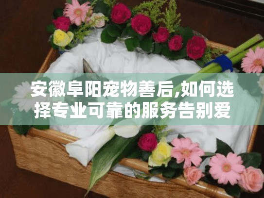 安徽阜阳宠物善后,如何选择专业可靠的服务告别爱宠? 安徽阜阳宠物善后,如何选择专业可靠的服务告别爱宠?