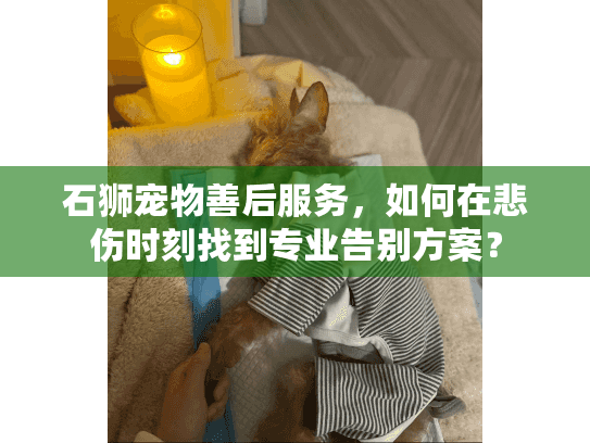 石狮宠物善后服务，如何在悲伤时刻找到专业告别方案？