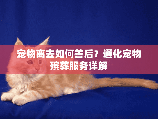 宠物离去如何善后？通化宠物殡葬服务详解