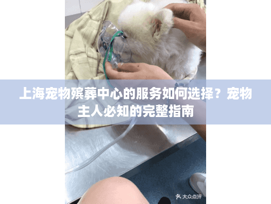 上海宠物殡葬中心的服务如何选择？宠物主人必知的完整指南