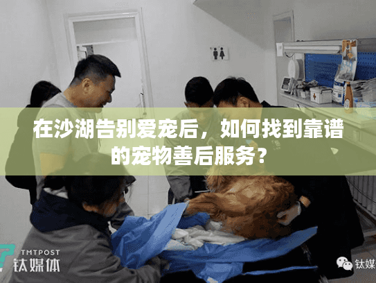 在沙湖告别爱宠后,如何找到靠谱的宠物善后服务? 在沙湖告别爱宠后,如何找到靠谱的宠物善后服务?