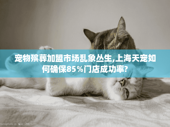 宠物殡葬加盟市场乱象丛生,上海天宠如何确保85%门店成功率?