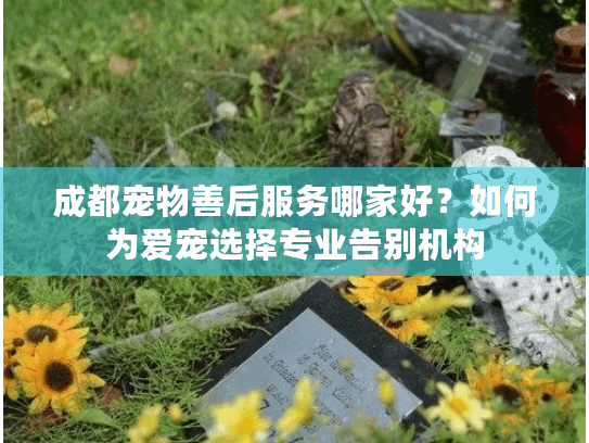 成都宠物善后服务哪家好？如何为爱宠选择专业告别机构