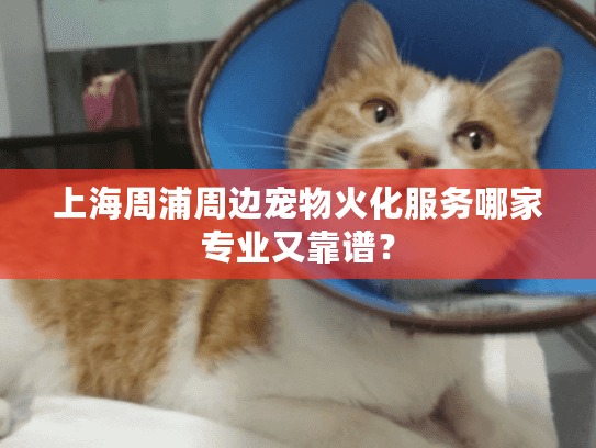 上海周浦周边宠物火化服务哪家专业又靠谱？