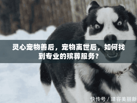 灵心宠物善后，宠物离世后，如何找到专业的殡葬服务？