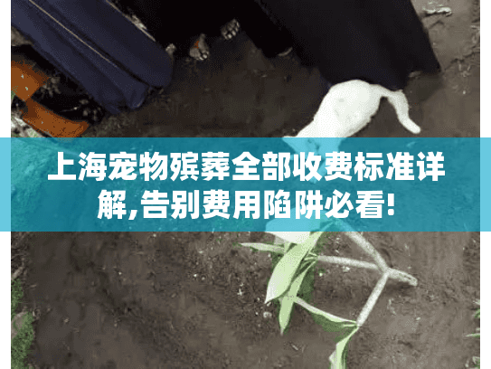 上海宠物殡葬全部收费标准详解,告别费用陷阱必看!