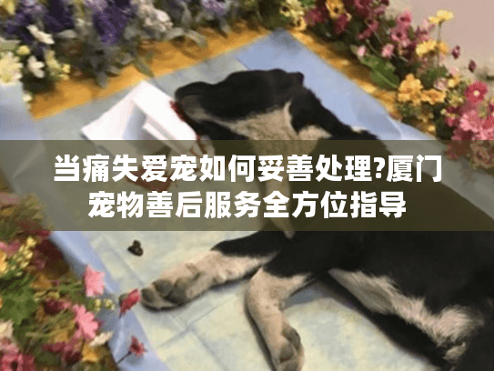 当痛失爱宠如何妥善处理?厦门宠物善后服务全方位指导
