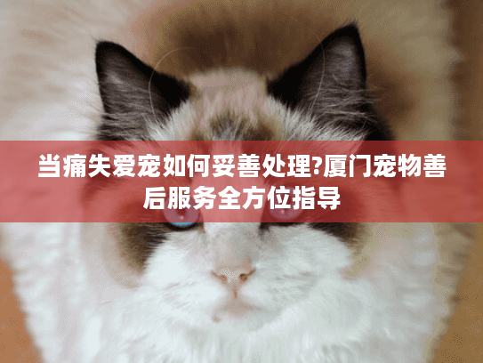 当痛失爱宠如何妥善处理?厦门宠物善后服务全方位指导